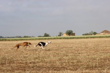 İspanyol tazı köpek yarışı tavşan avlama hızı tutku veriyor