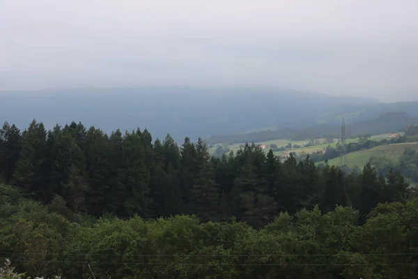 Schöner Redwood Wald Riesige Bäume Riesiges Fettes Hohes Holz — Stockfoto