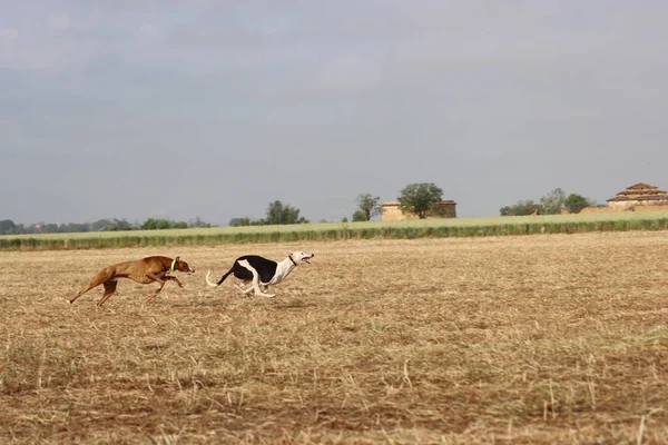 Perro Galgo Español Carrera Liebre Velocidad Caza Ofrece Pasión —  Fotos de Stock