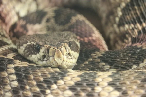 Schöne Gefährliche Schlange Leise Heimliche Reptiliengift — Stockfoto