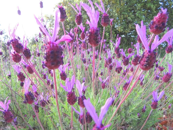 Λουλούδι Χρώμα Όμορφη Φυσική Μυρωδιά Φυτό Άνοιξη Πέταλα — Φωτογραφία Αρχείου