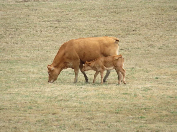 Gado Vacas Animais Mamíferos Carne Leite Prados Verdes — Fotografia de Stock