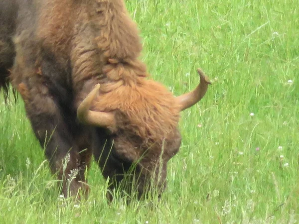 Mooie Dieren Van Verschillende Soorten Natuur Voorbeeld Van Het Leven — Stockfoto