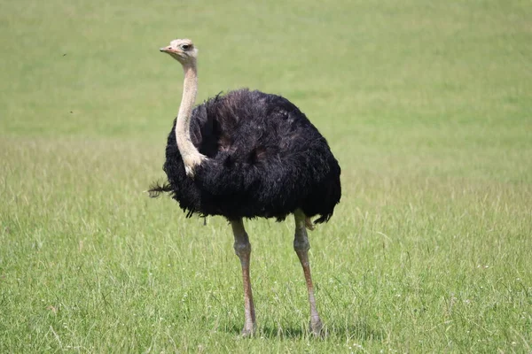 Beautiful Ostrich Fast Bird Big Wild Black Feathers Safari Zoo — Stock Photo, Image