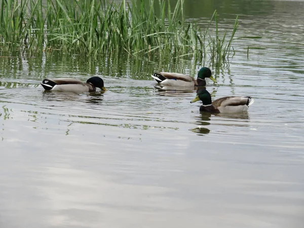 Entenvogel Färbt Tierfedern Spitze Schwimmen — Stockfoto