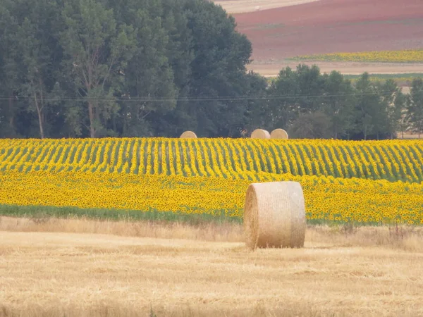 Piękne Krajobrazy Żółtymi Słonecznikami Kwiaty Duże Rury — Zdjęcie stockowe