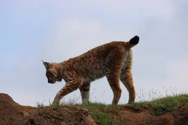 Mooie Grote Kat Lynx Wilde Vrijheid Angst Gevaar Uitsterven — Stockfoto