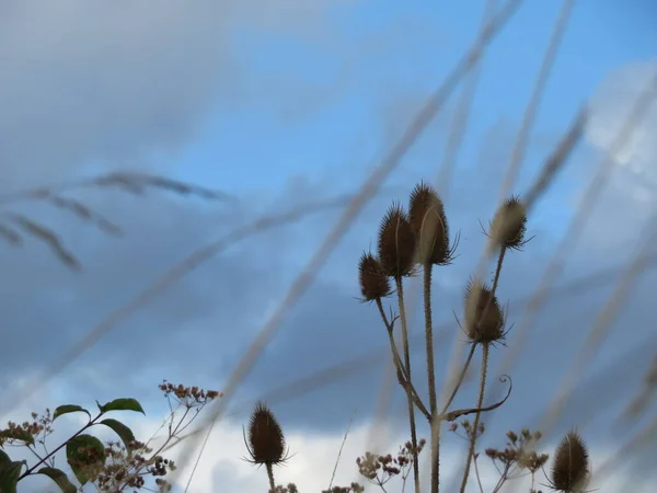 空を背景にした自然のアザミの美しい写真 — ストック写真