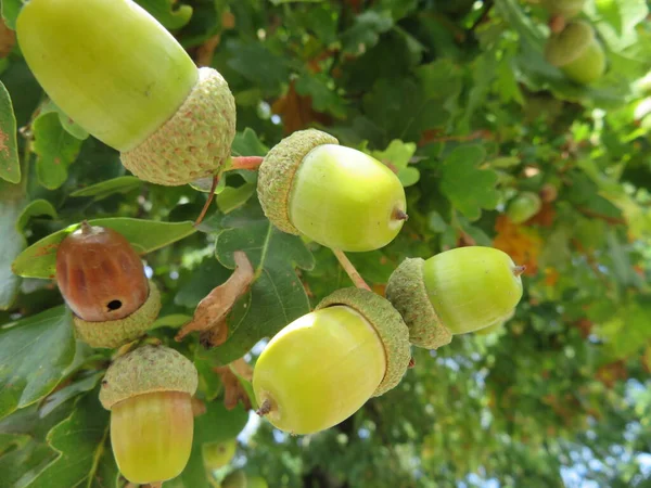 Gyönyörű Makkok Természetes Gyümölcs Egészséges Kemény Élelmiszer Termék — Stock Fotó