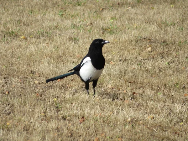 Bonito Animal Magpie Pássaro Necrófago Preto Branco Astúcia — Fotografia de Stock