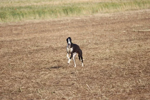 スペインのグレイハウンド犬レースウサギ狩り速度は情熱を提供します — ストック写真