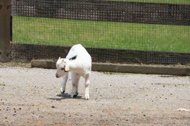 Hayvanlarla dolu güzel bir doğa parkı.