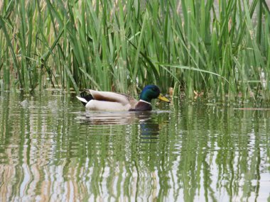 Ördek kuşu renginde hayvan tüyleri zirvede yüzer