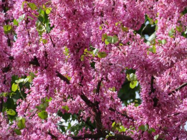 çiçekli pembe çiçekler çok güzel bir arkaplan