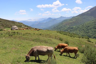 Değişik türde güzel hayvanlar. Hayatın doğa örneği.