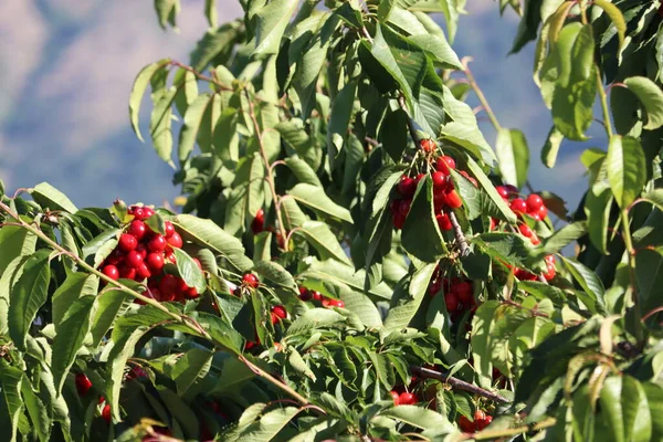 Lahodné Červené Třešně Ovoce Krásné Chutné Výživné Přírodní Jídlo — Stock fotografie