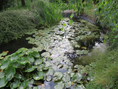 su bitkileri nilüferler dereler nehir gölleri taze doğal manzara