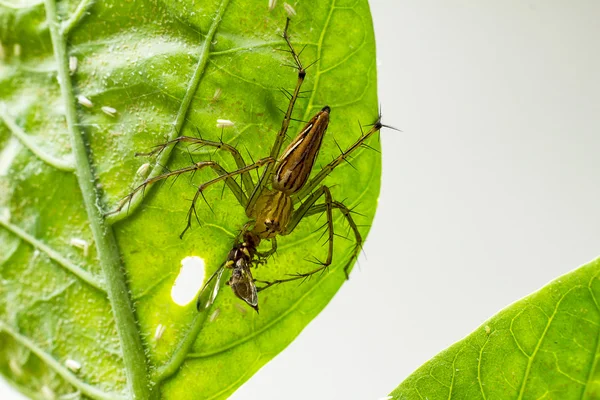 Spider  on a green leaf — Stock Photo, Image