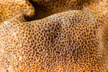 Rot ve pörsümüş limonlu