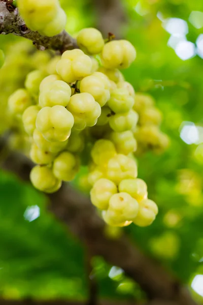 El grosellero estrella — Foto de Stock