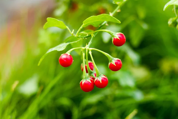 Zöldség-és thai gyógynövények (Solanum trilobatum ) — Stock Fotó