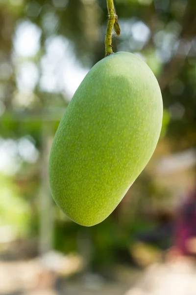 A mangó közelsége — Stock Fotó