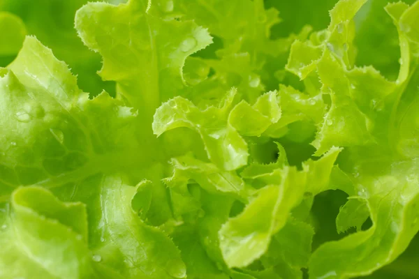 fresh green lettuce salad