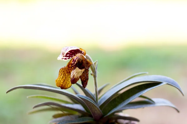 Orquídea zapatilla señora marchita — Foto de Stock