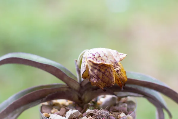 Посилена леді ковзання орхідеї — стокове фото