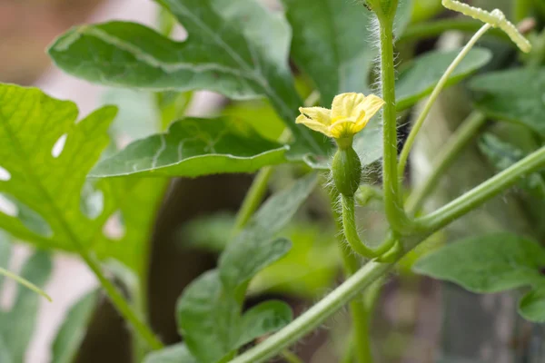 Kleine Baby-Wassermelone und Blumen — Stockfoto