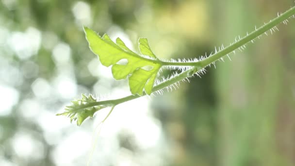 Рослина кавуна рухається слідом за вітром — стокове відео