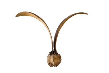 Ağaç Dipterocarpus alatus Roxb beyaz izole.