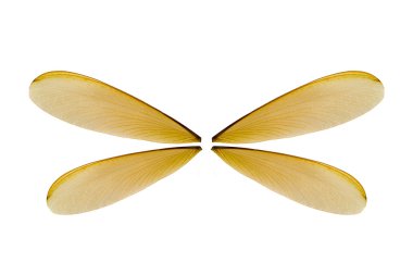 Aşırı makro yakın çekim ve böcek kanat  