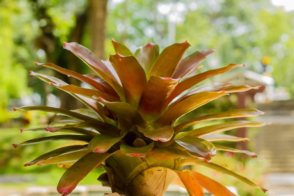 Aechmea fasciata — стокове фото