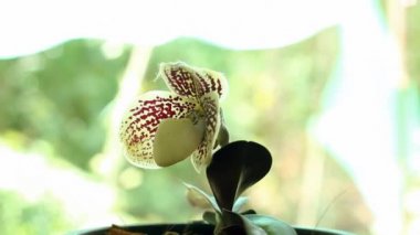 Orkide Paphiopedilum godefroyae