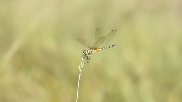 Libélula en la naturaleza — Vídeos de Stock