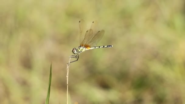 libellule dans la nature 