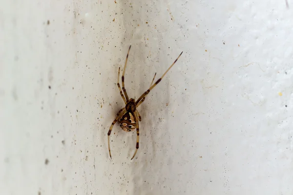 Brown dul örümceği — Stok fotoğraf