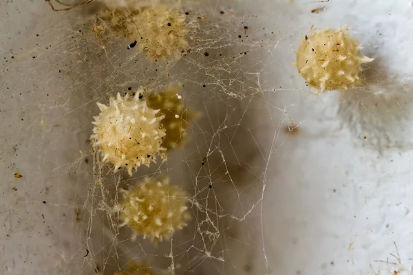 The Brown Widow spider egg — Stock Photo, Image