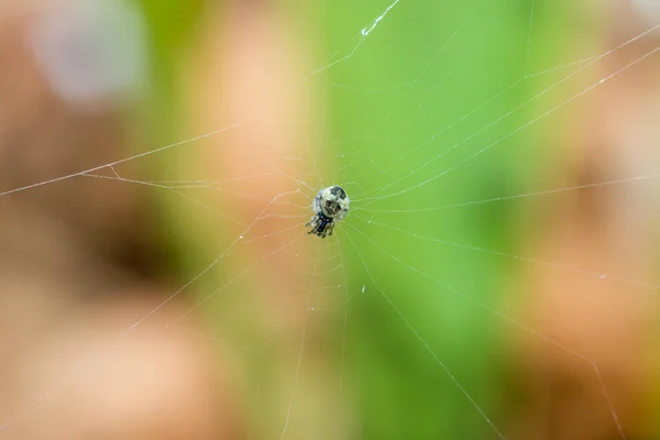 The spider braids the web — Stock Photo, Image