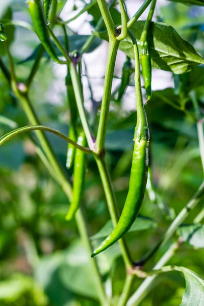 Frisches grünes Chili am Baum — Stockfoto