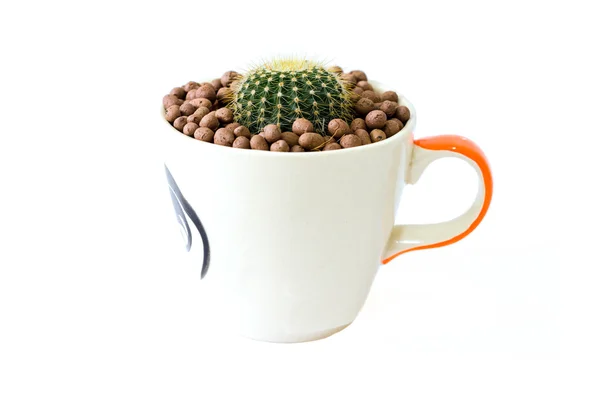 Pequeño cactus en una taza de patrón de pollo — Foto de Stock