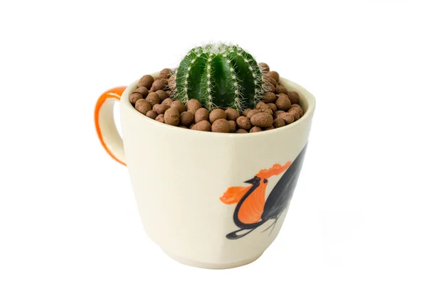 Pequeño cactus en una taza de patrón de pollo —  Fotos de Stock