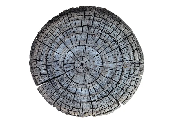 Ağaç gövdesinin kesiti