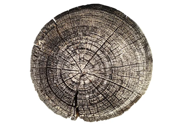 Cross section of tree trunk — Stock Photo, Image