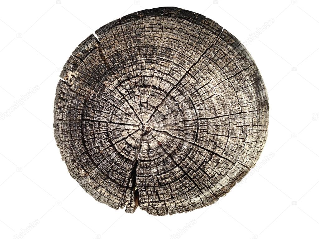 Cross section of tree trunk