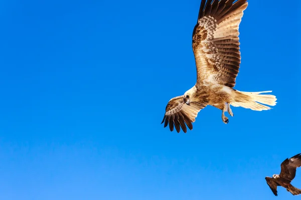 Falco adulto — Foto Stock