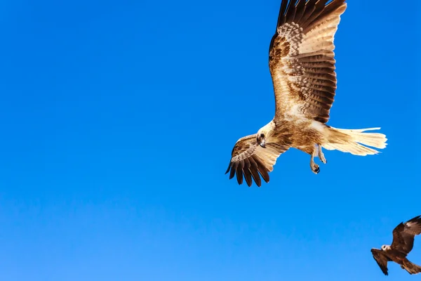 Hawk ενηλίκων — Φωτογραφία Αρχείου