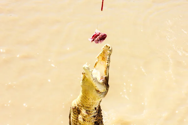 Crocodile jumping — Stock Photo, Image