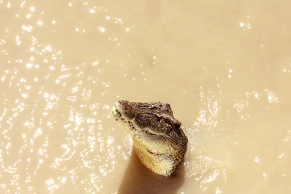 Salto de crocodilo — Fotografia de Stock